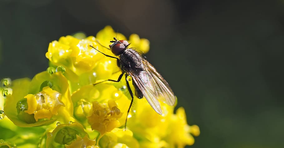 flower, fly, nature, fresh, insect, invertebrate, animal themes HD wallpaper