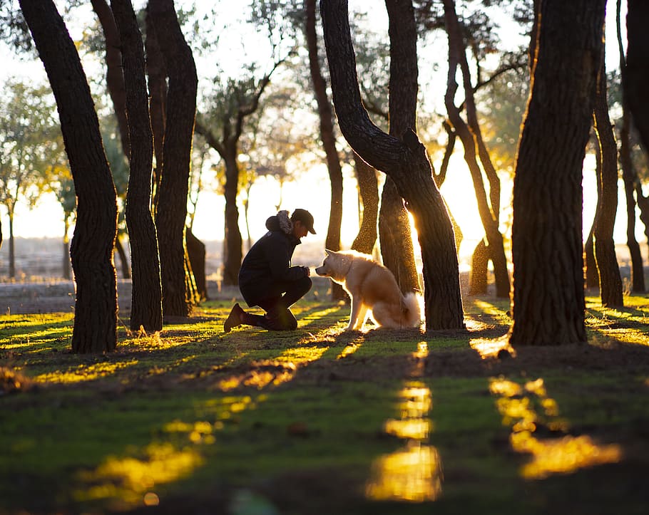 man in front of brown dog in woods, naturaleza, atardecer, puesta de sol, HD wallpaper