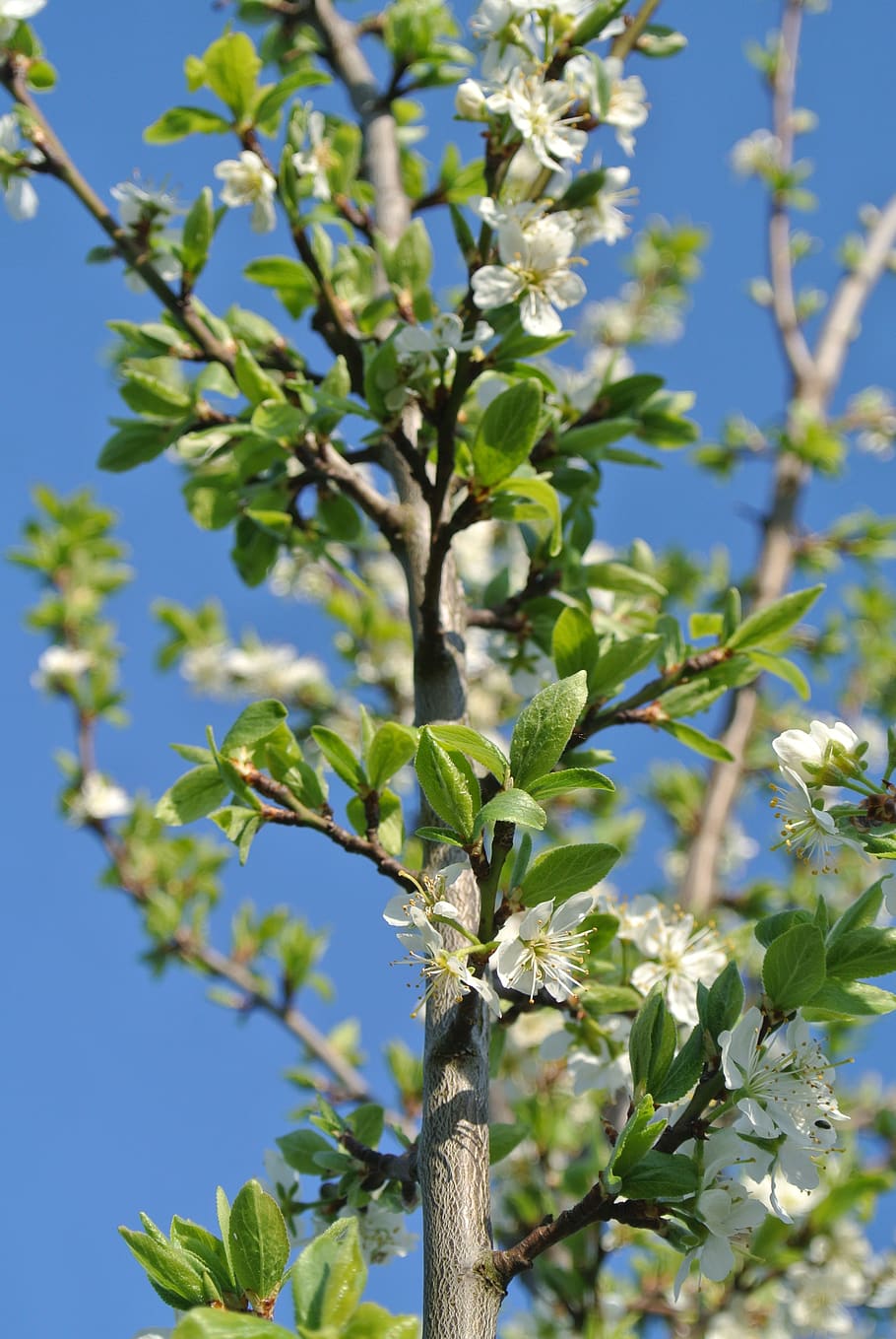 flowers, spring, bloom, plant, growth, tree, leaf, nature, plant part HD wallpaper