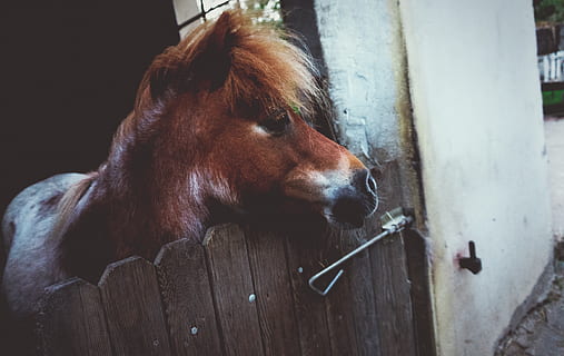 germany, lich, eberstadt, white, little, horse, smal, looking HD wallpaper