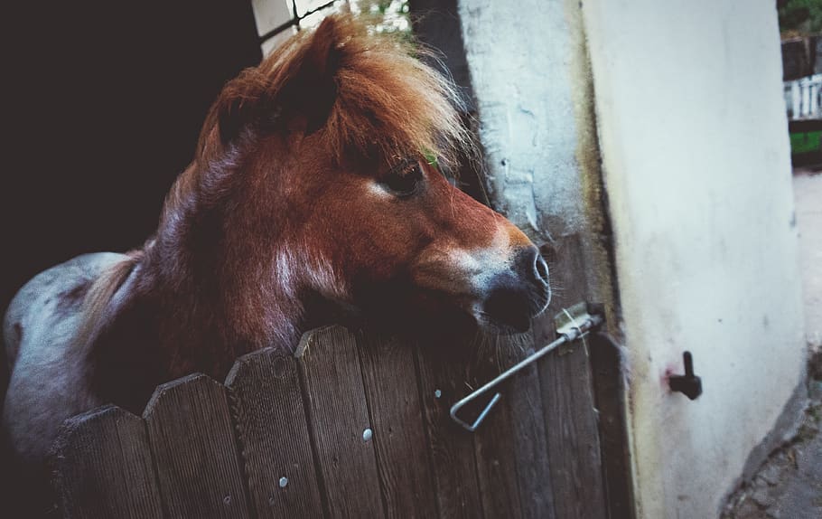 germany, lich, eberstadt, white, little, horse, smal, looking HD wallpaper