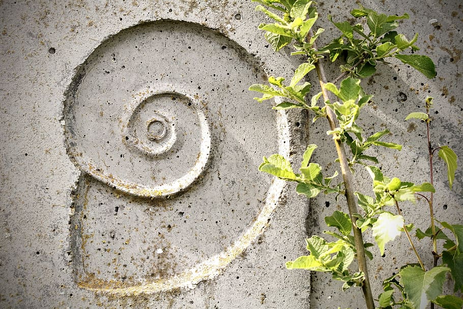 snail, relief, texture, wall, shell, stone, spiral, ornament HD wallpaper