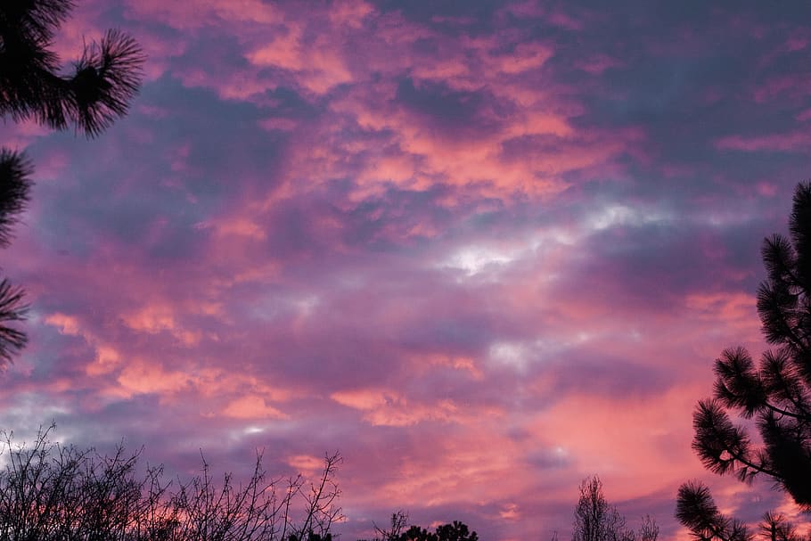 nature, outdoors, cloud, sky, weather, sunset, tree, plant HD wallpaper