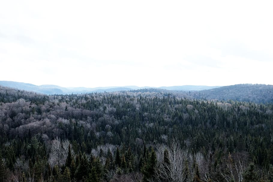 trees, forest, woods, landscape, nature, mountains, sky, plant HD wallpaper
