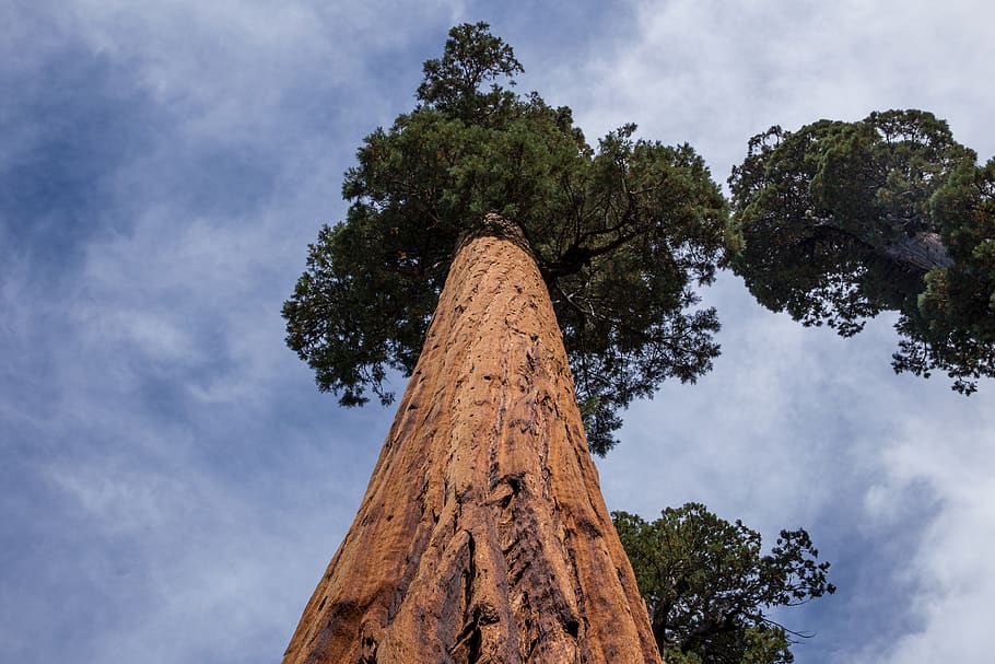 low angle of tall tree, sky, plant, low angle view, nature, cloud - sky HD wallpaper