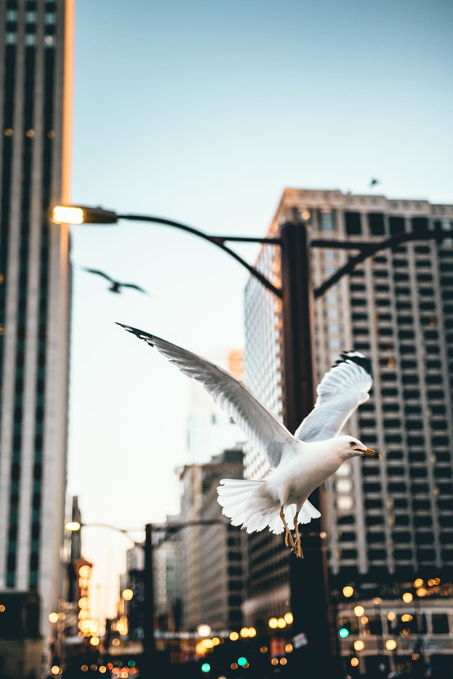 building exterior, vertebrate, architecture, bird, animal, built structure HD wallpaper