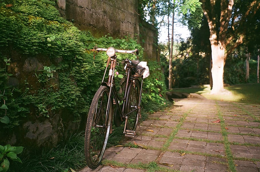 indonesia, ubud, plant, tree, bicycle, nature, transportation HD wallpaper