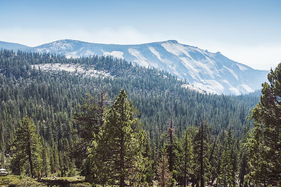 trees, forest, landscape, mountains, plant, scenics - nature HD wallpaper