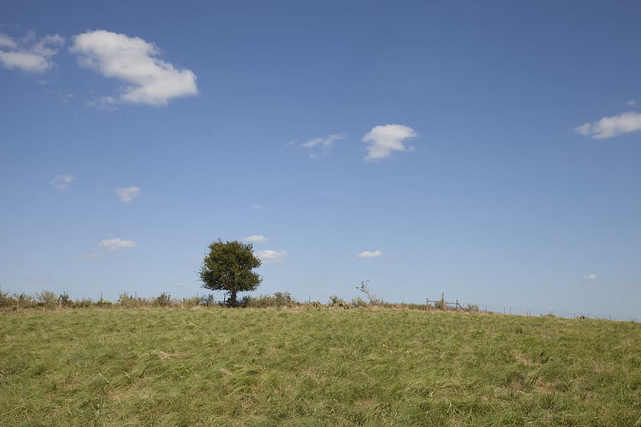 tree and grass field, nature, outdoors, grassland, countryside HD wallpaper