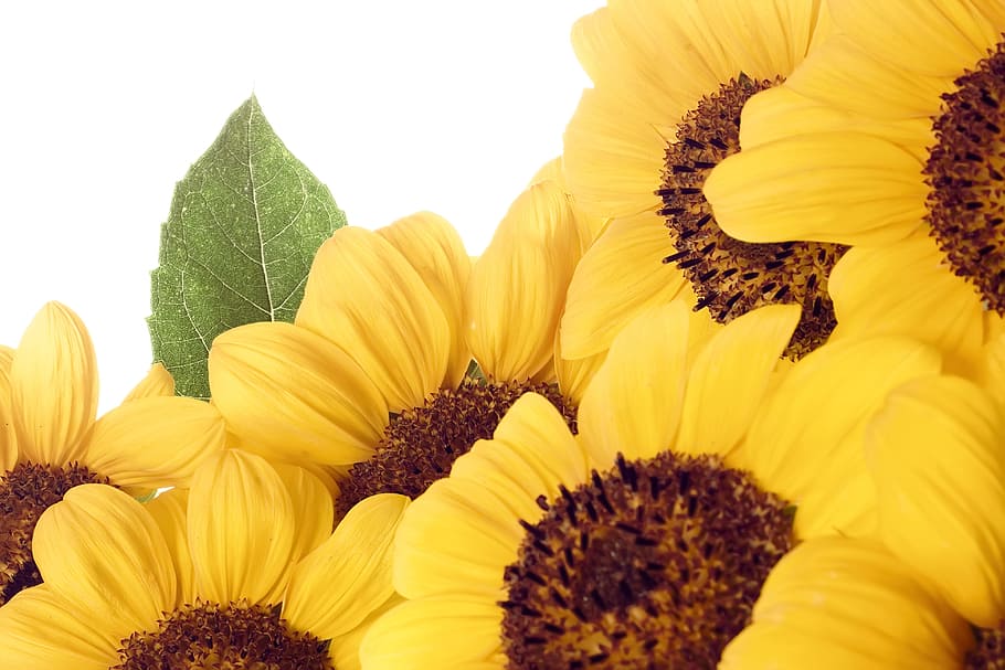 con2011, beautiful, bloom, blossom, bright, detail, flora, flower HD wallpaper
