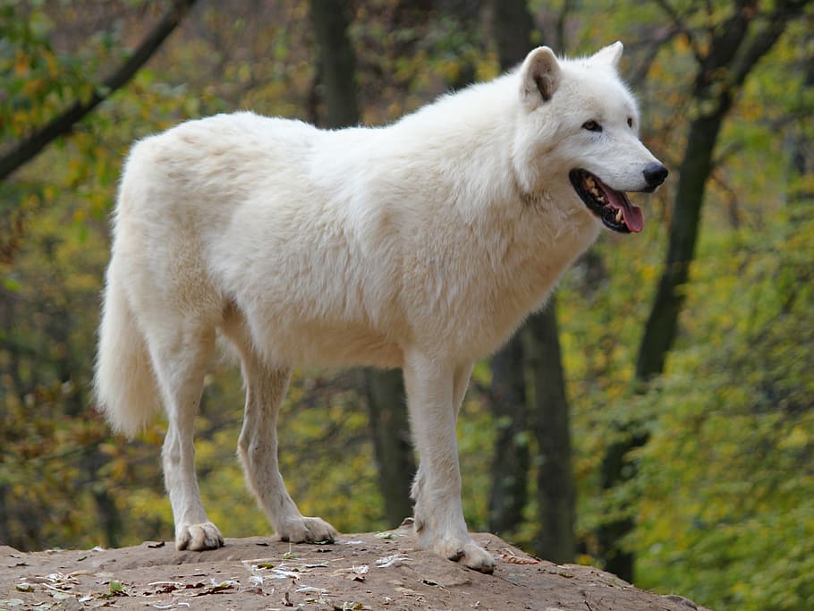 wolf, arctic, polar, beast, psovitá, predator, mammal, animal HD wallpaper