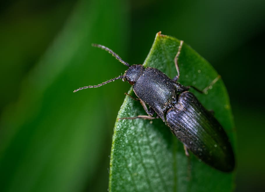 Black Bug On Leaf, beetle, insect, little, macro, one animal HD wallpaper