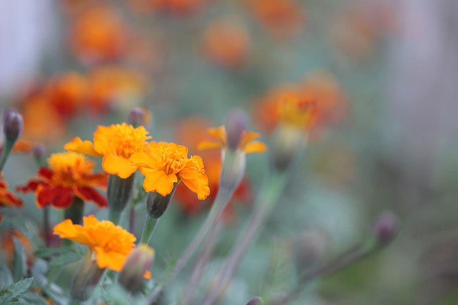 bangladesh, chittagong division, flowers, wallpaper, orange, HD wallpaper