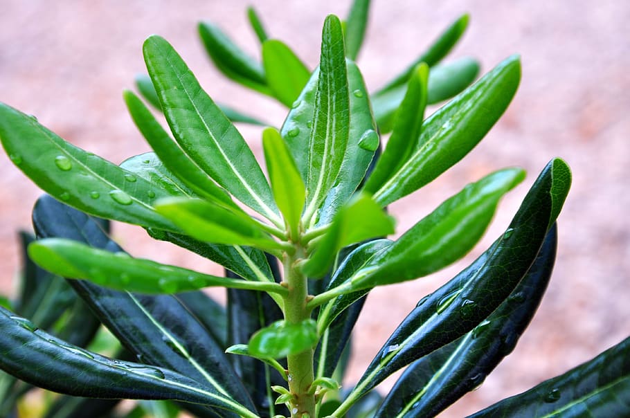 plant, green, background, leaf, nature, green color, plant part HD wallpaper