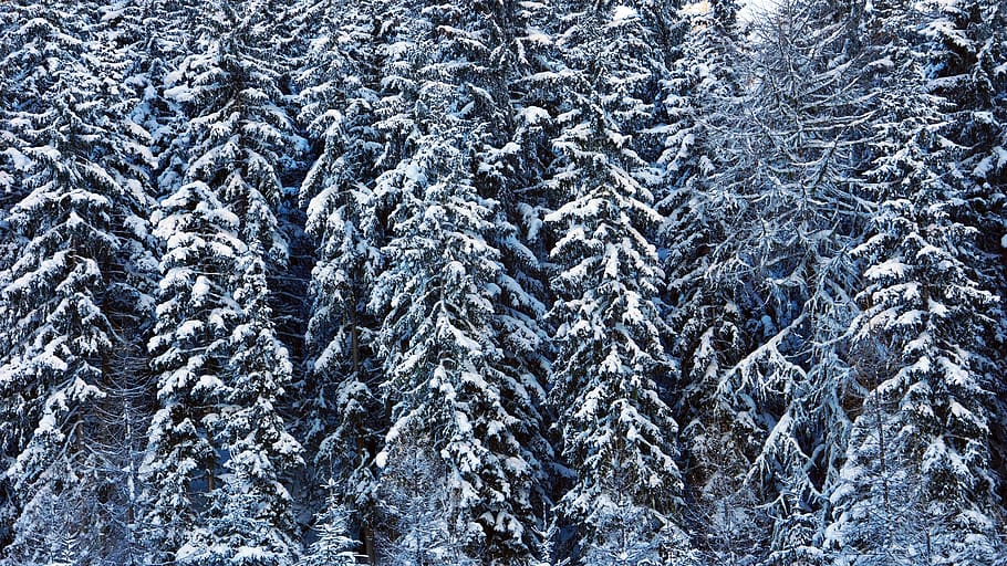 green trees filled with snow, winter, cold temperature, nature HD wallpaper