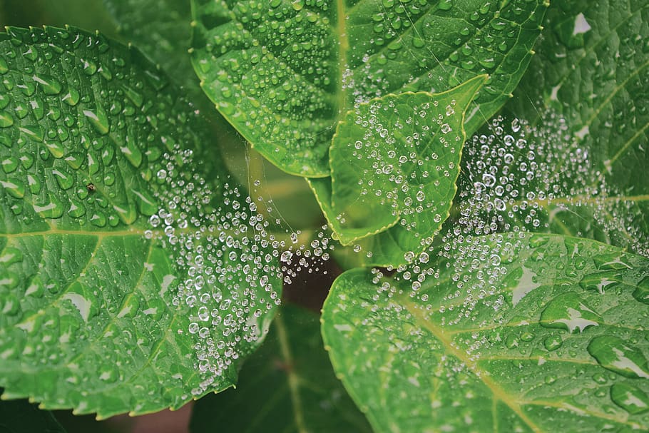 Wet Green Leaves Plant, dew, nature, spiderweb, waterdrops, leaf HD wallpaper