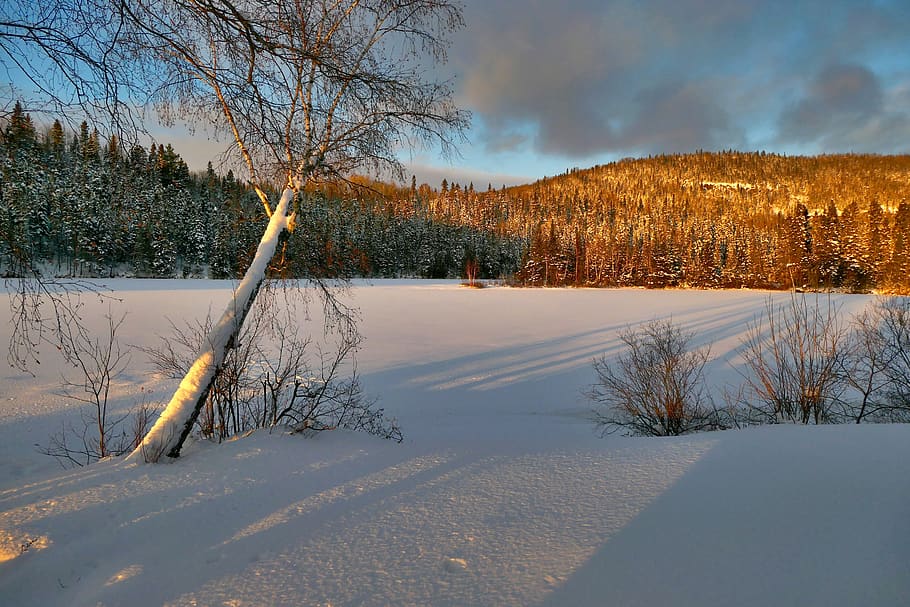 landscape, winter, cold, trees, sky, white, snow, gel, clouds HD wallpaper