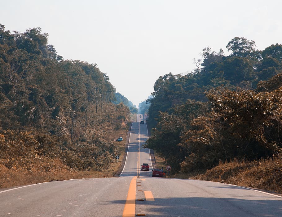 forest, route, amazon, trees, amazonia, brasil, southamerica HD wallpaper