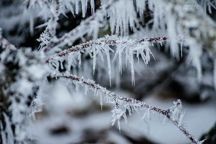 hungary, budapest, snow, trees, winter, forest, white, cold temperature HD wallpaper