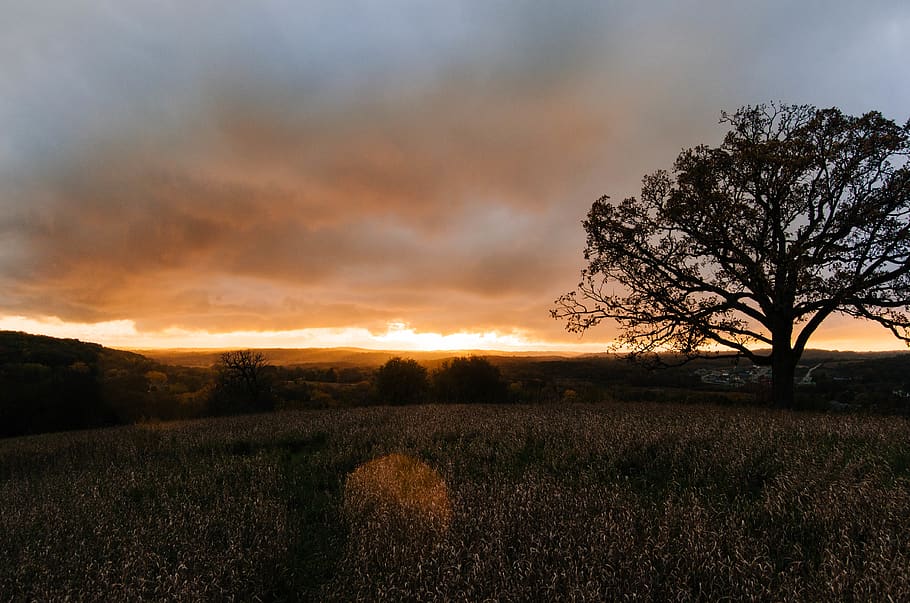 tree on grass field during sunset, plant, flora, united states HD wallpaper
