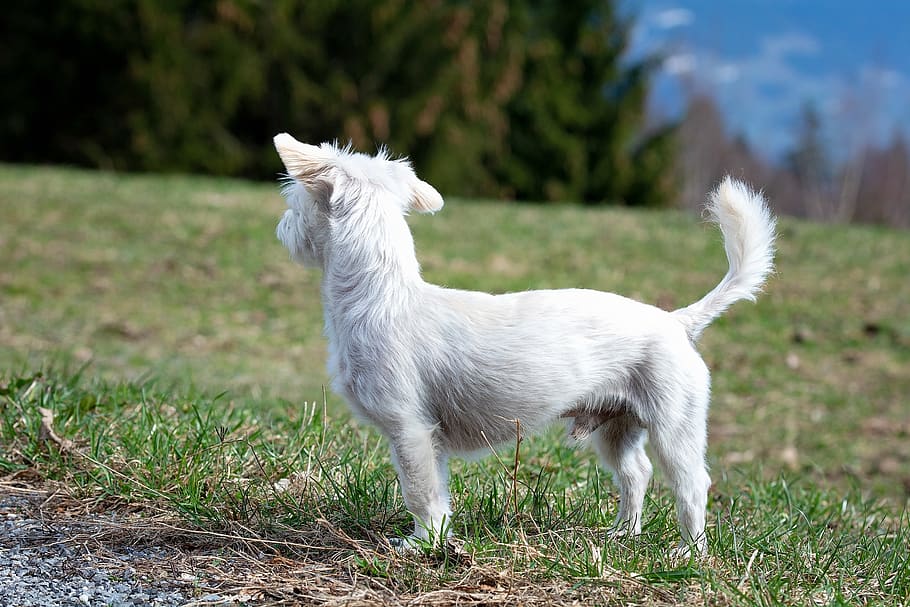 dog, white, small, out, meadow, nature, spout, wheel, small dog HD wallpaper