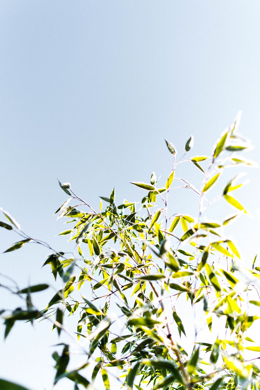 green leaves during daytime, plant, growth, sky, clear sky, nature HD wallpaper