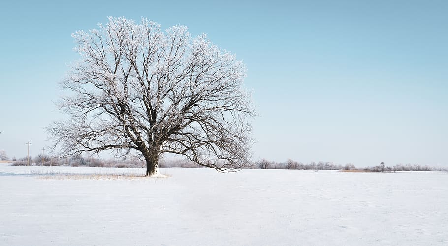 Photo of Tree Covered With Snow, branches, cold, day, daylight HD wallpaper