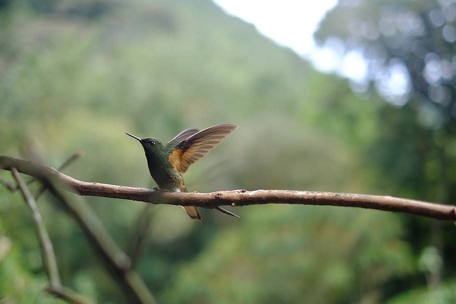 hummingbird perching on branch, animal wildlife, animals in the wild HD wallpaper