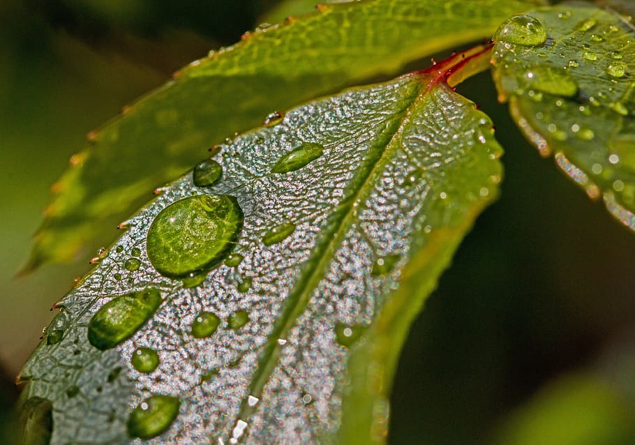 Water Droplets on Green Leaf, blur, close-up, dew, macro, nature HD wallpaper