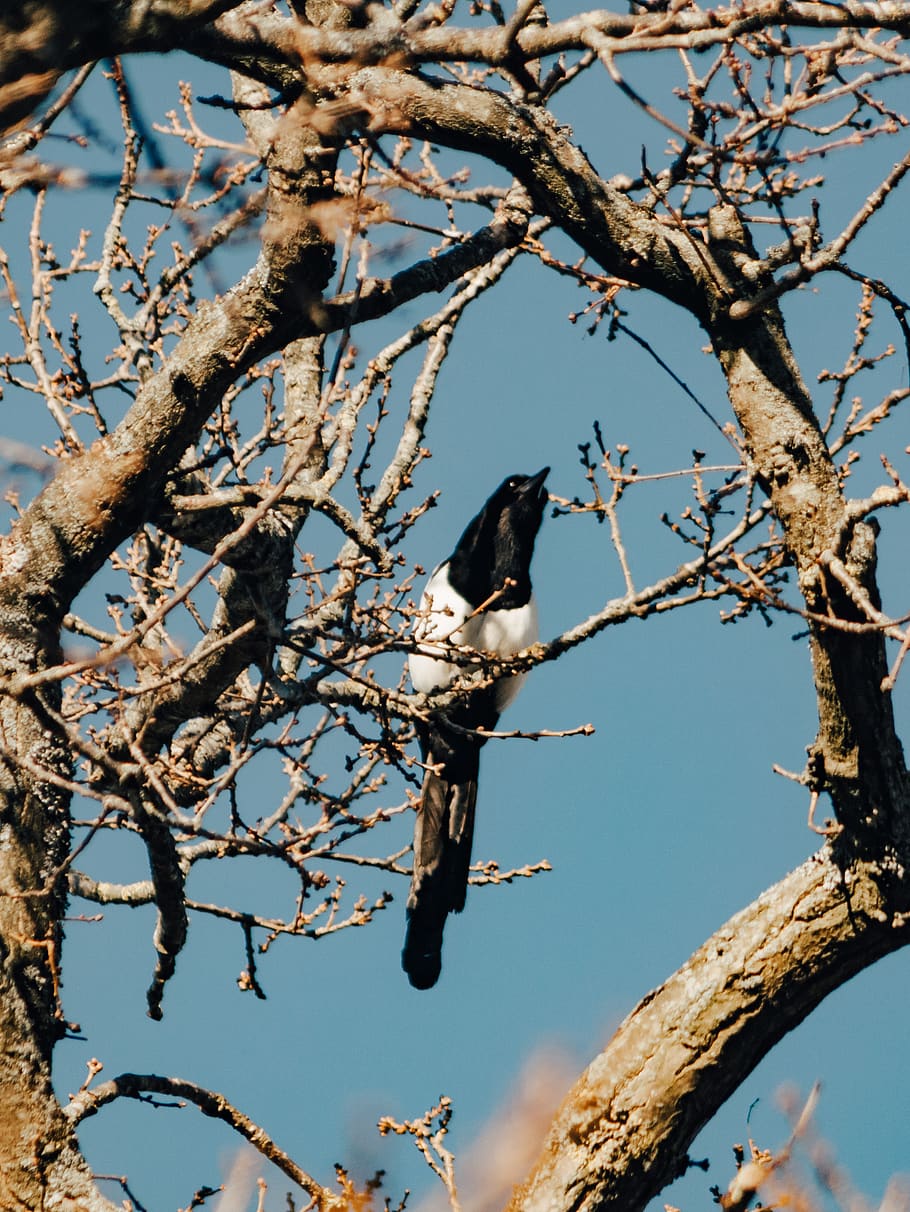 bird on tree branch, animal, crow, magpie, blackbird, agelaius HD wallpaper