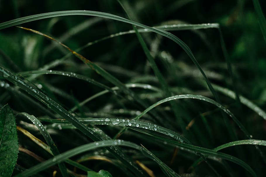 Close-up Photography of Water Dews on Green Leafed Plants, blurred background HD wallpaper