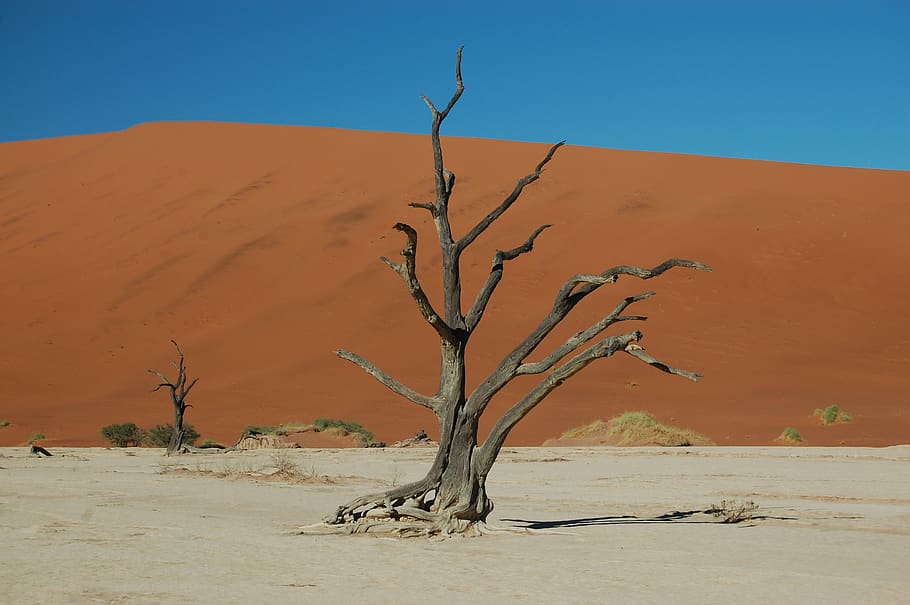 desert, drought, sand, namibia, namib desert, sossusvlei, deathvlei