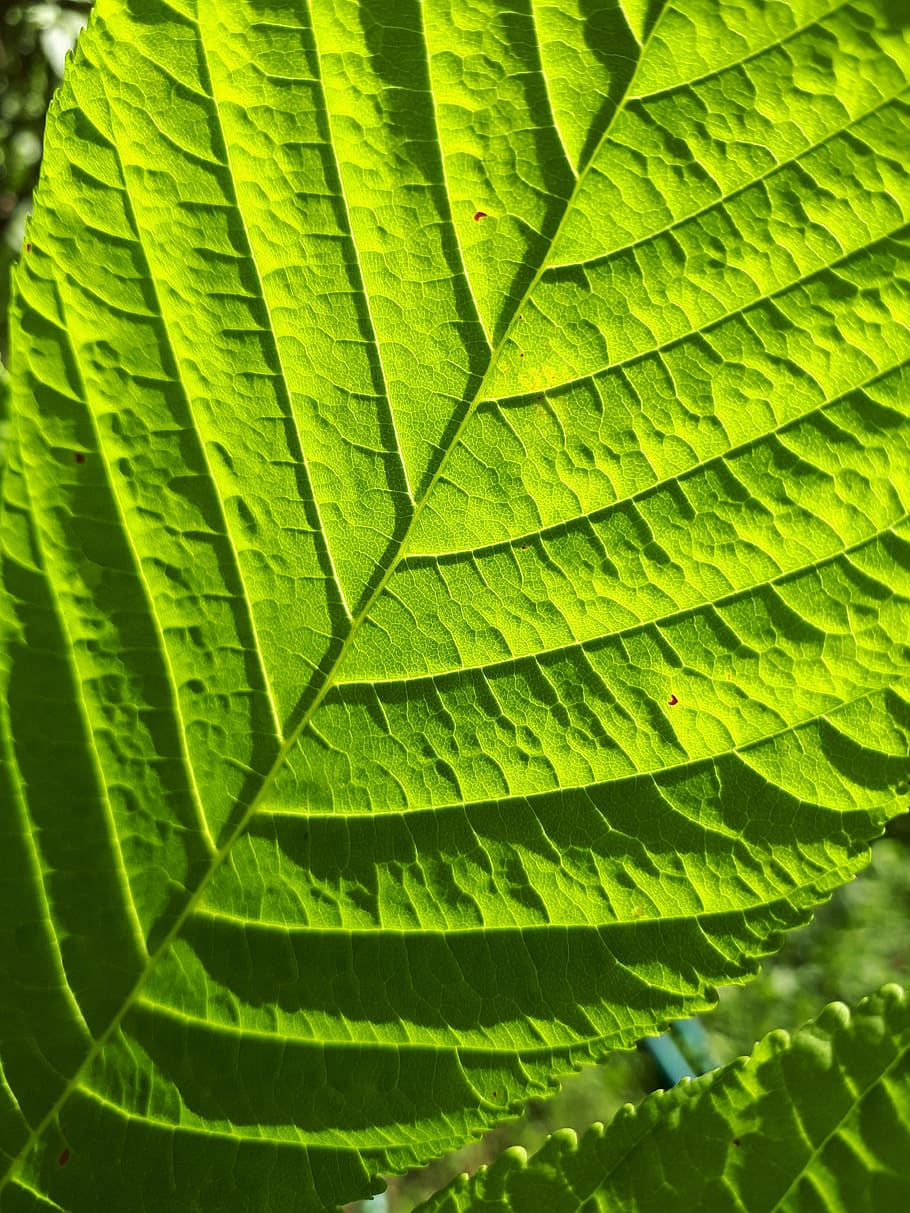sheet, green, nature, grass, texture, plant part, leaf, green color HD wallpaper