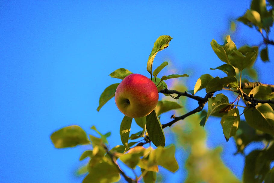 apple, tree, nature, fruit, food, autumn, green, red, mature, HD wallpaper