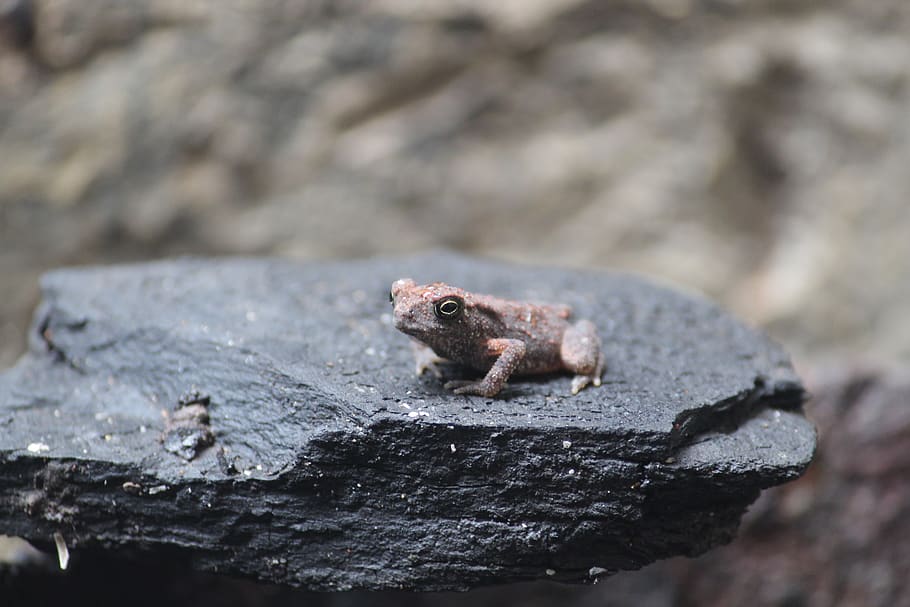 frog, insects, nature, animal, green, amphibian, ecology, animal themes HD wallpaper