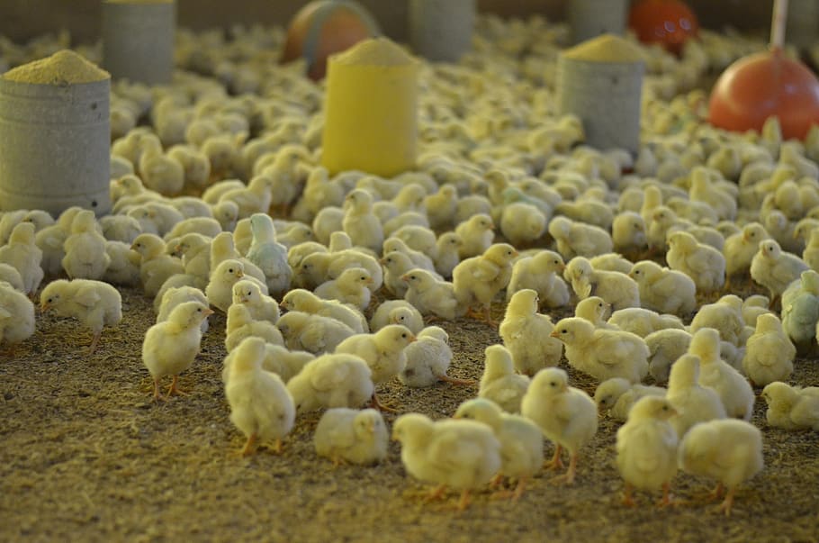 chick, yellow, chicken, selective focus, food, large group of objects HD wallpaper