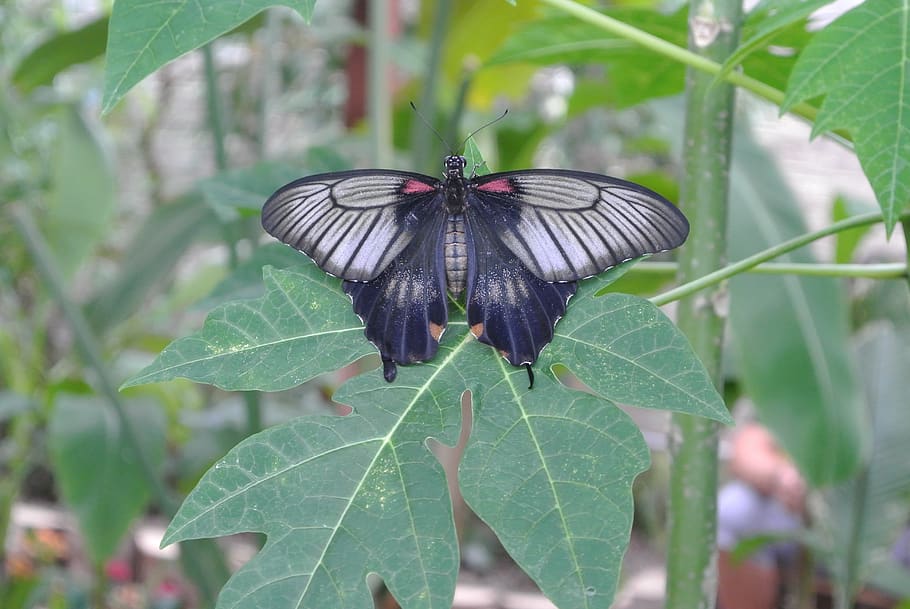 butterfly, dark, insect, invertebrate, animal wing, plant part HD wallpaper