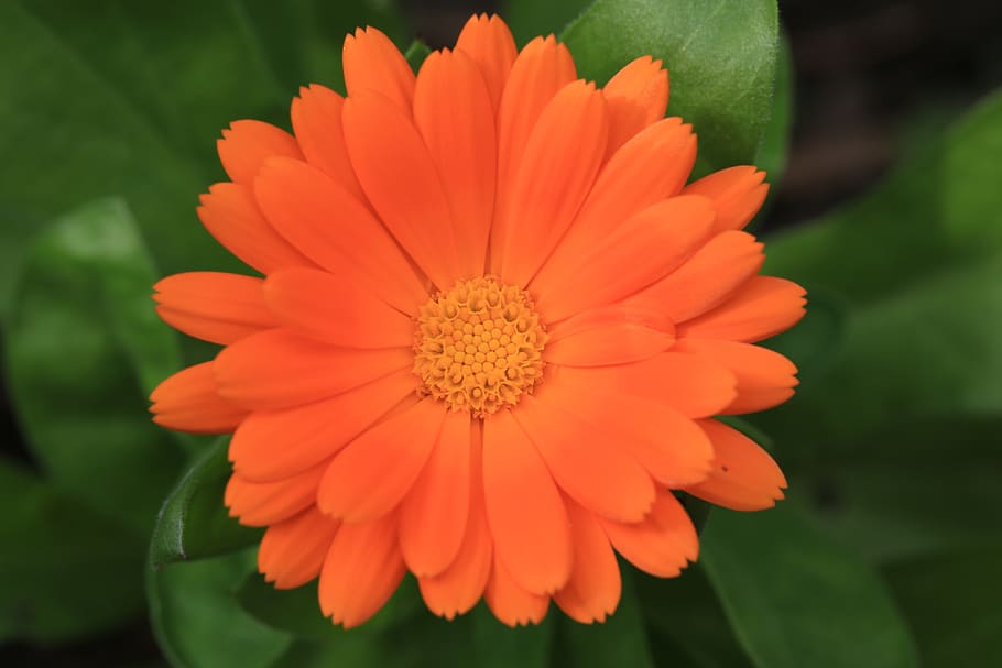 flowering plant, flower head, vulnerability, inflorescence HD wallpaper
