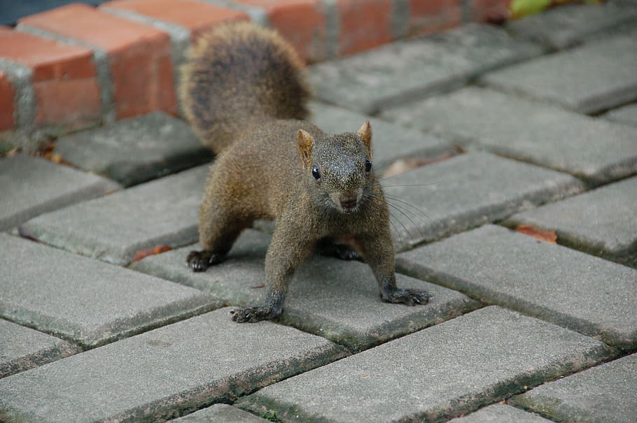 squirrel, park, taiwan, mammal, animal wildlife, one animal HD wallpaper