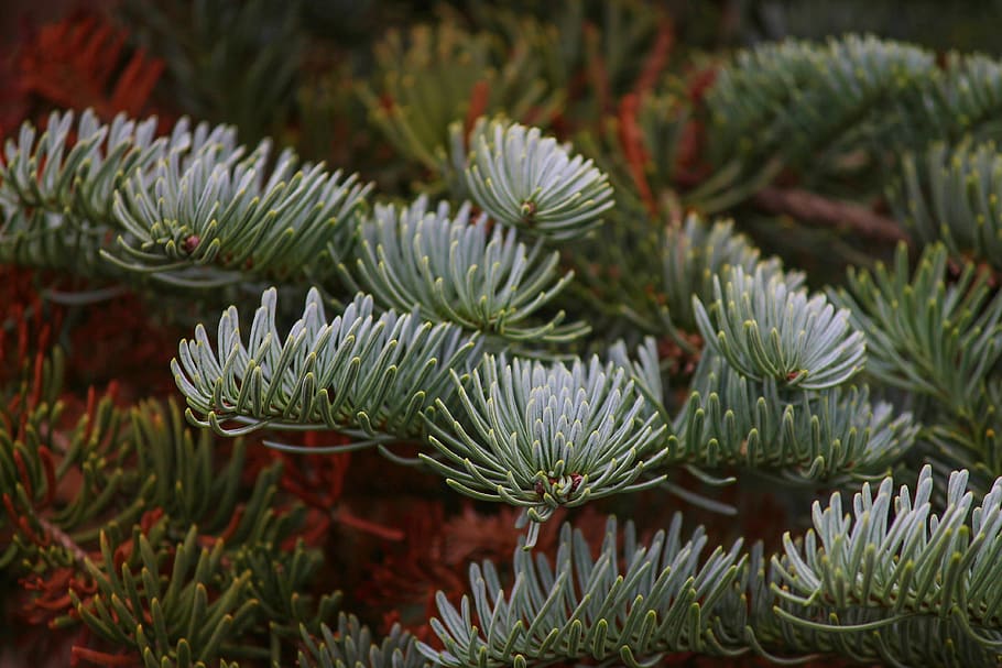 fir tree, tannenzweig, needles, pine needles, conifer, evergreen HD wallpaper