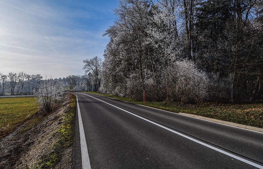 road, trees, forest, frost, frosted, winter, misty, plant, transportation HD wallpaper