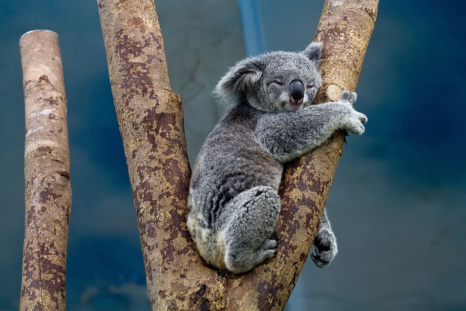 HD baby koala wallpapers  Peakpx