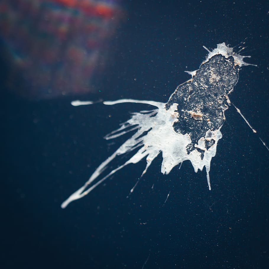 bird, kot, shit, auto, paint, water, animal themes, one animal HD wallpaper