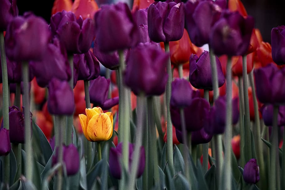 plant, flower, blossom, tulip, iris, purple, petal, spring, HD wallpaper