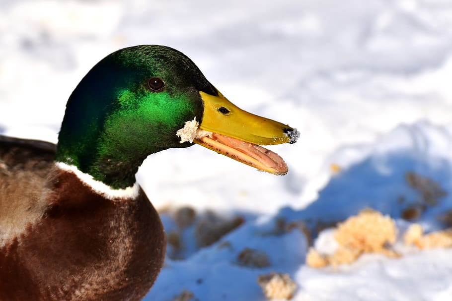 mallard, males, bread, eat, snow, winter, water bird, bill HD wallpaper