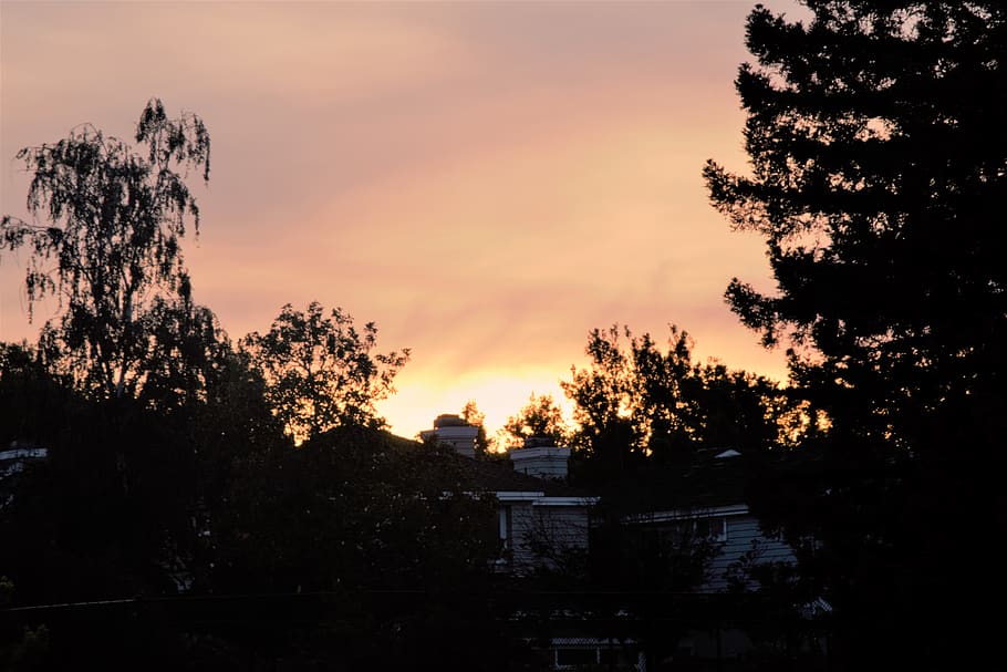 pink, sky, sunset, trees, green, yellow, sunrise, daytime, nature HD wallpaper