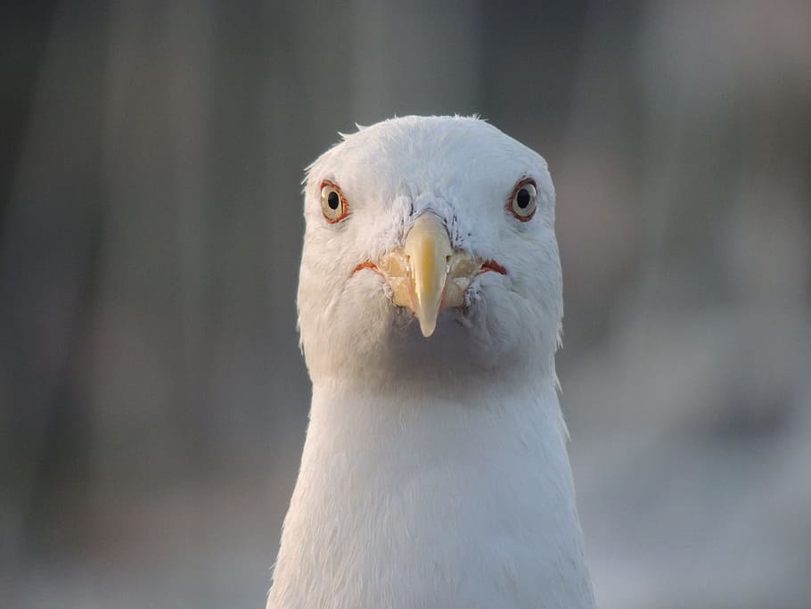 facing, seagull, bird, animal, seabirds, gulls, grey, black HD wallpaper