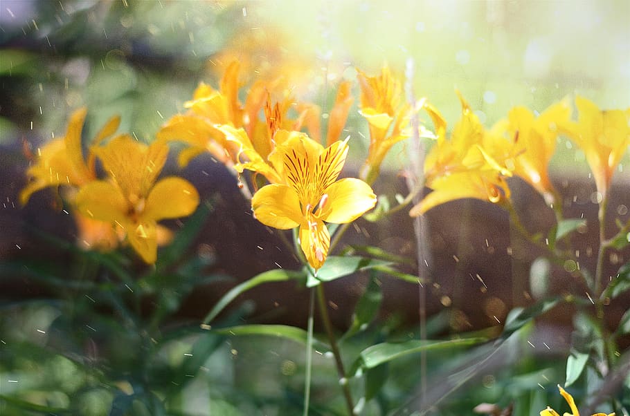 flowers, plants, yellow, light, nature, wildflowers, bokeh HD wallpaper