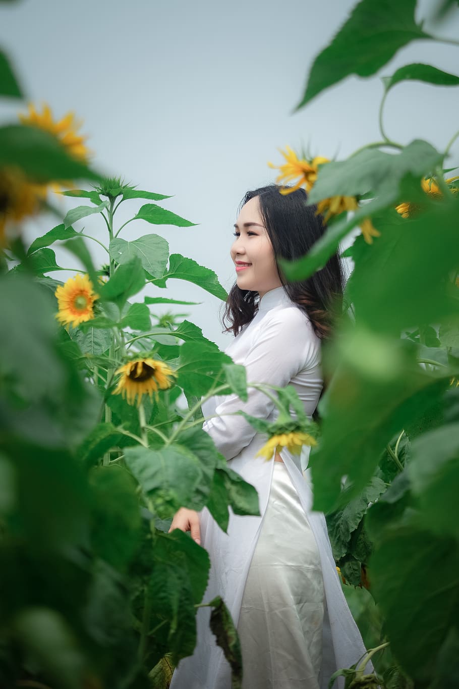 Woman in White Dress Standing on Sunflower Field, ao dai, beautiful