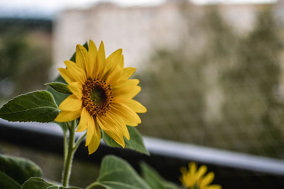Yellow Sunflower Focus Photography, bloom, blooming, blossom HD wallpaper
